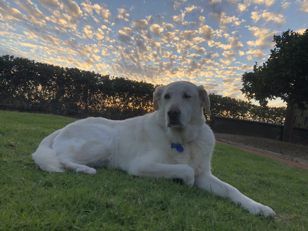 Norman the Labrador on Grass at Sunset